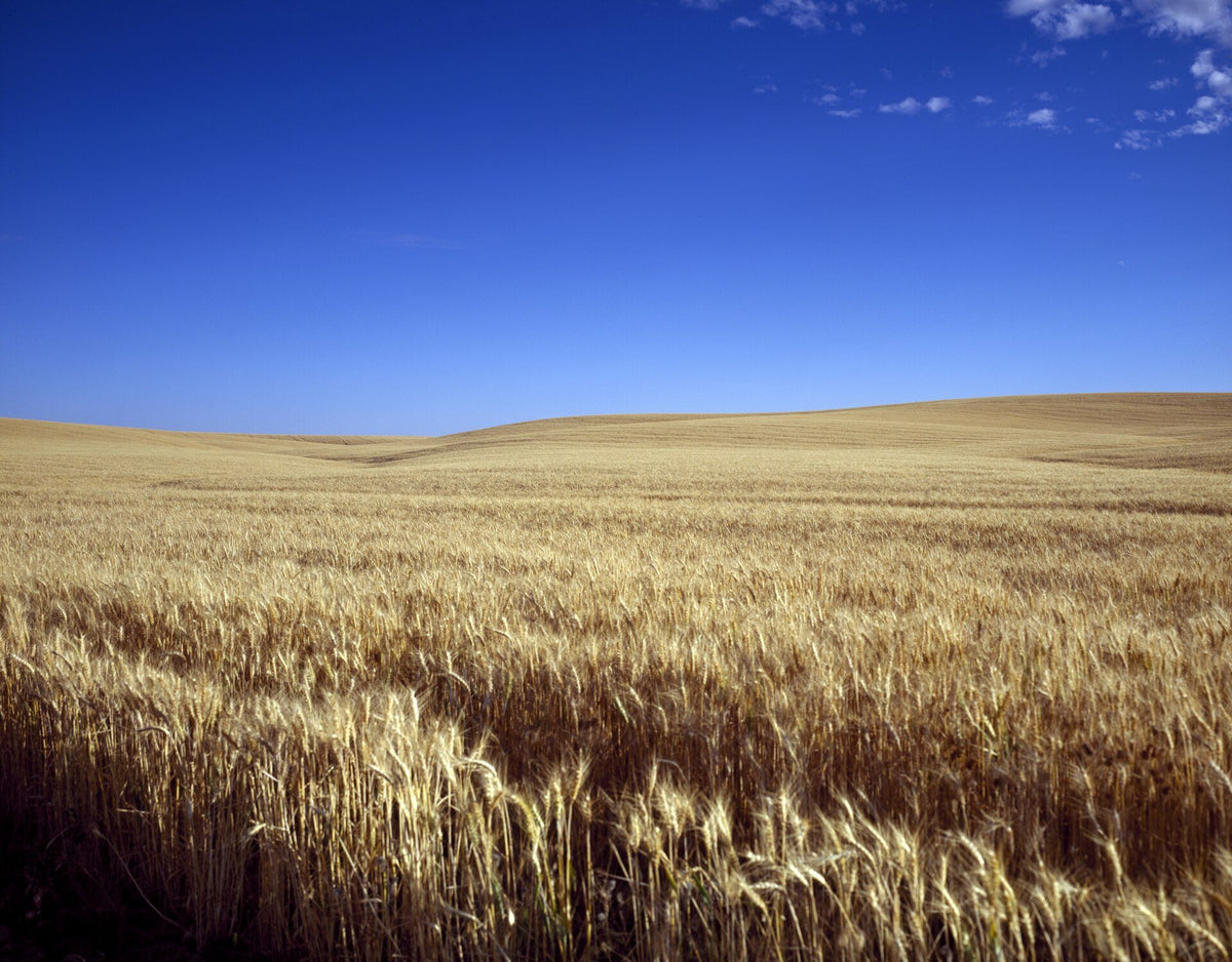 A golden field of ripe wheat under a blue Kansas sky