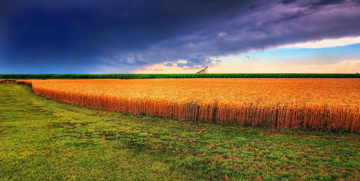Ripe Kansas wheat beneath dark summer storm clouds