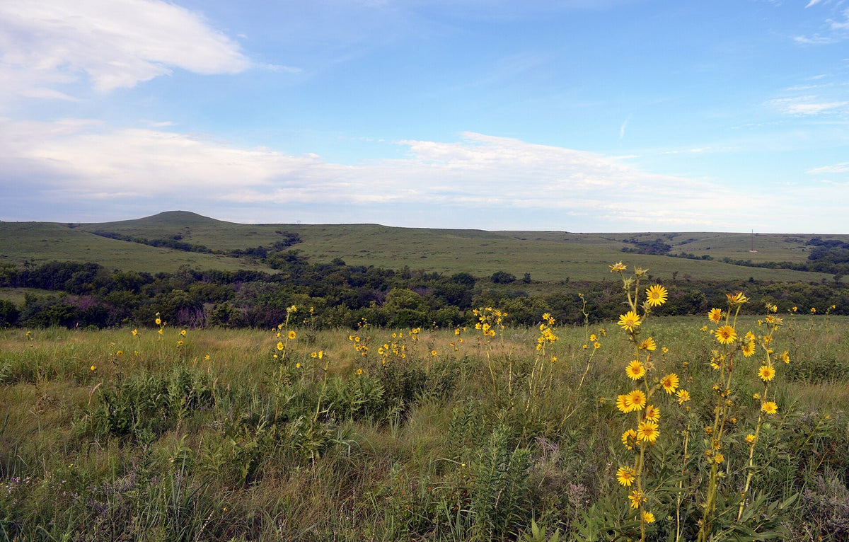 Wild sunflowers on the rolling tallgrass of Konza Prairie in the Kansas Flint Hills